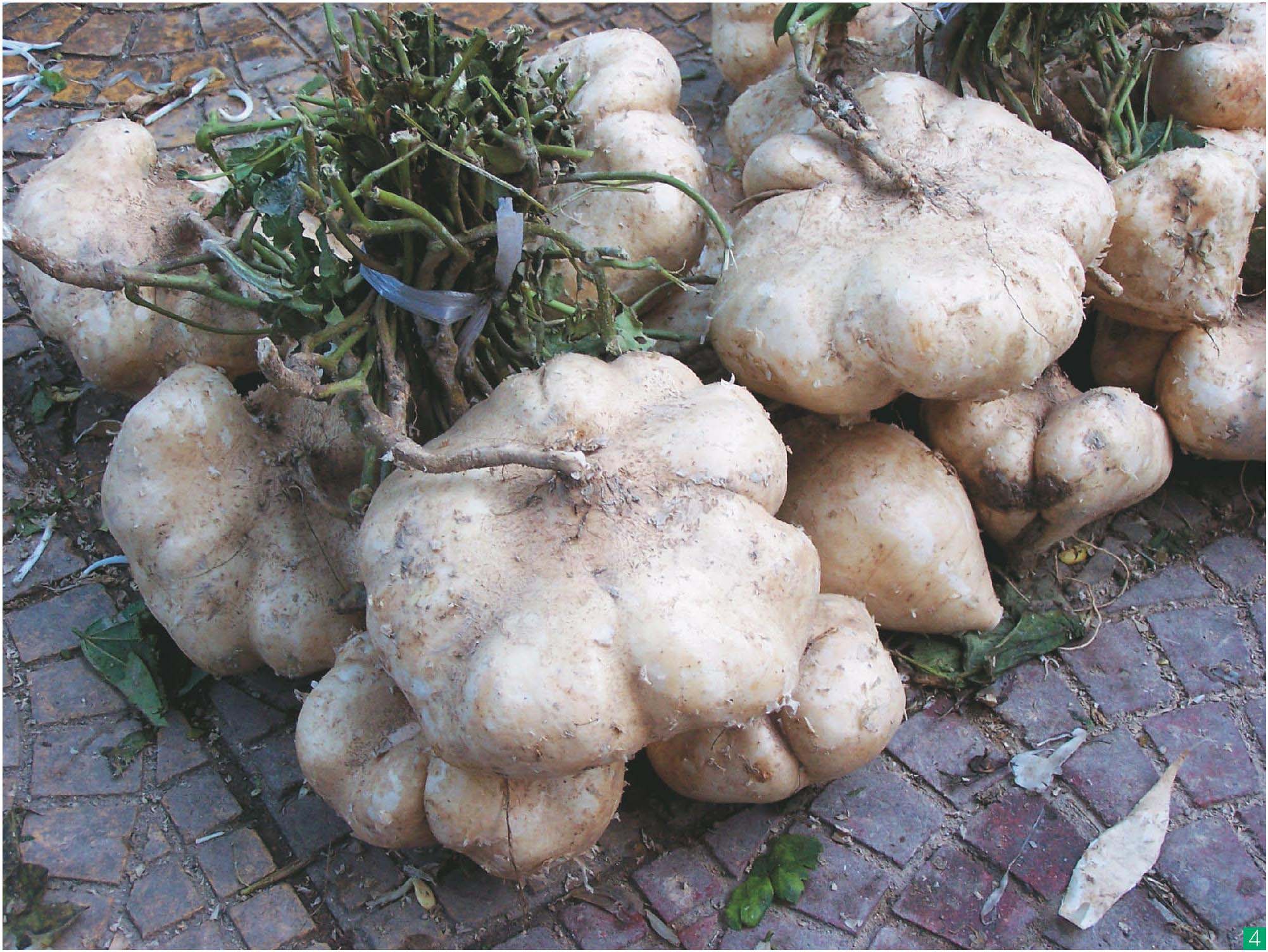 豆薯-神农架植物-图片